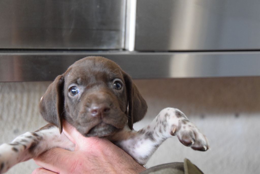 du Bois Feuraz - Chiot disponible  - Braque allemand à poil court