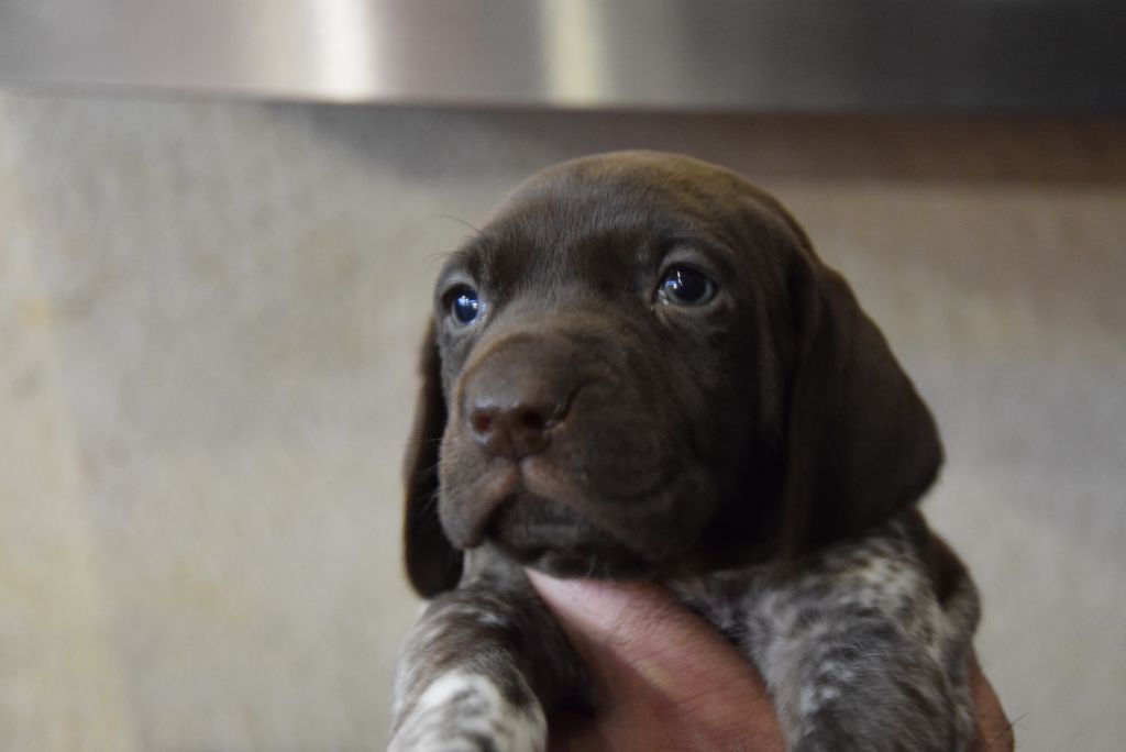 du Bois Feuraz - Chiot disponible  - Braque allemand à poil court