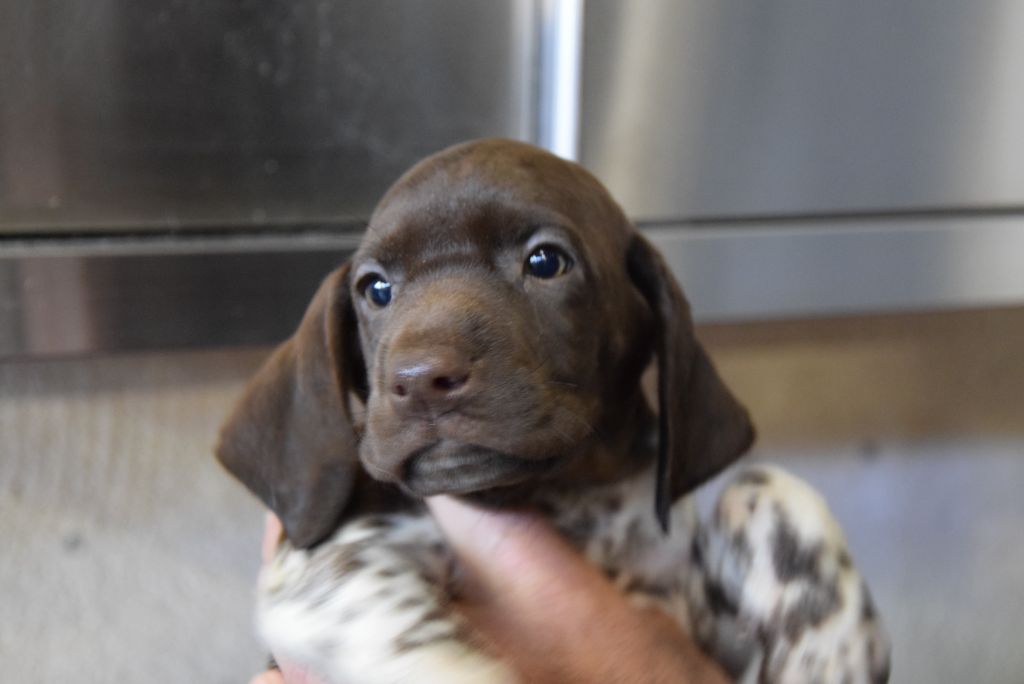 du Bois Feuraz - Chiot disponible  - Braque allemand à poil court