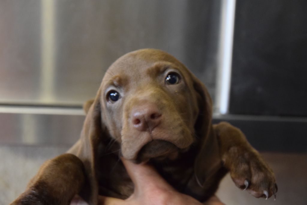 du Bois Feuraz - Chiot disponible  - Braque allemand à poil court