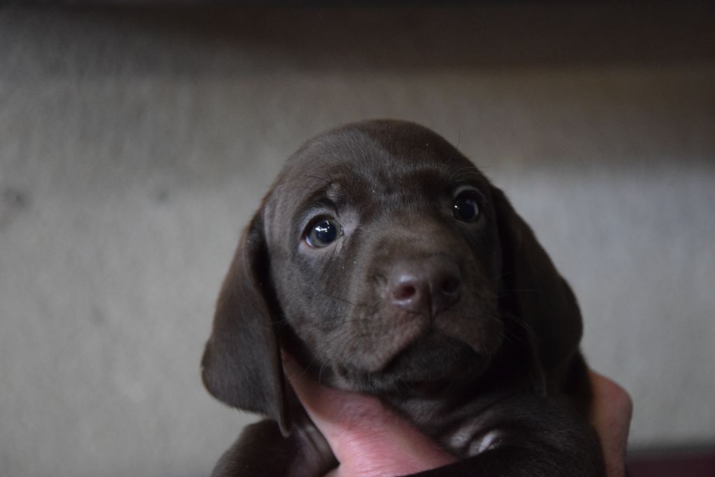 du Bois Feuraz - Chiot disponible  - Braque allemand à poil court