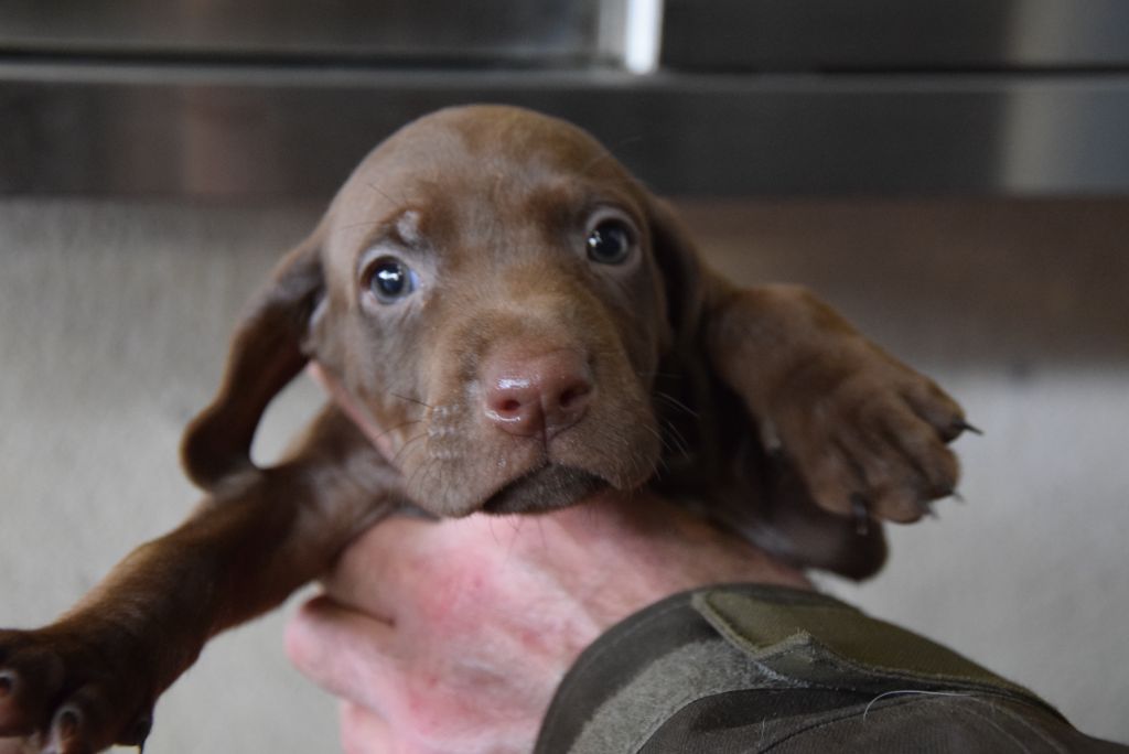 du Bois Feuraz - Chiot disponible  - Braque allemand à poil court