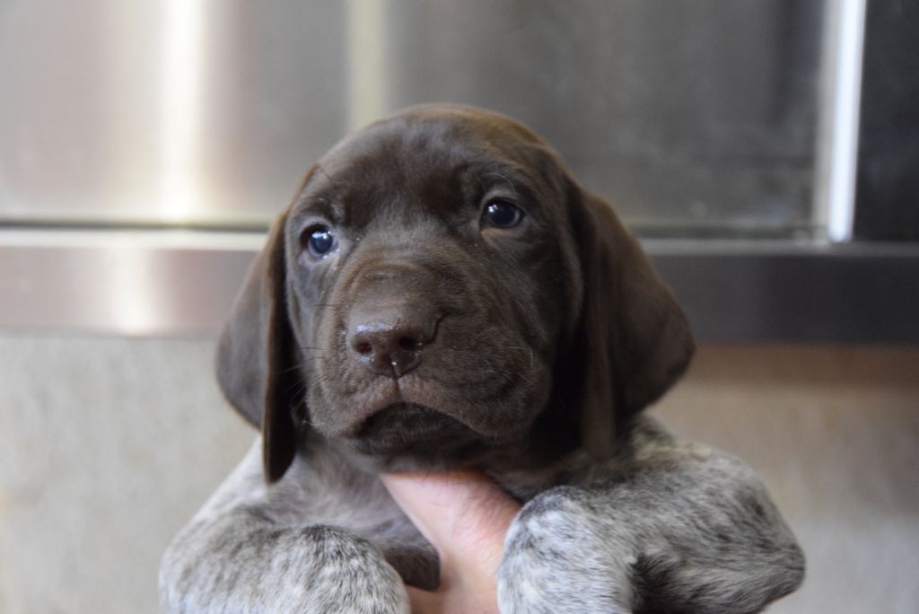 du Bois Feuraz - Chiot disponible  - Braque allemand à poil court