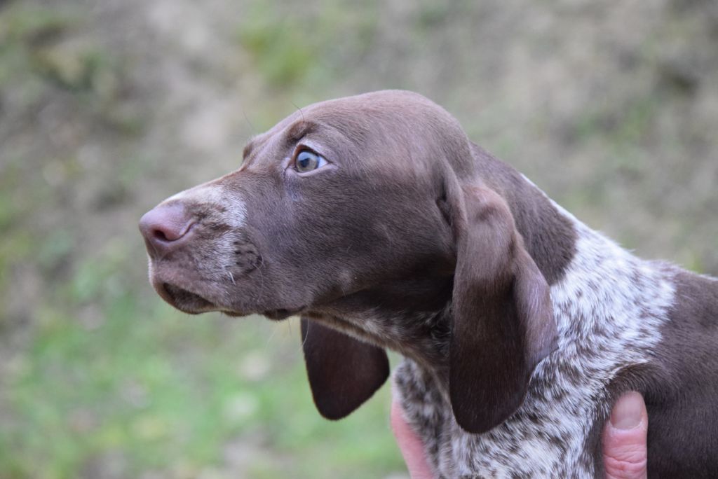 du Bois Feuraz - Chiot disponible  - Braque allemand à poil court