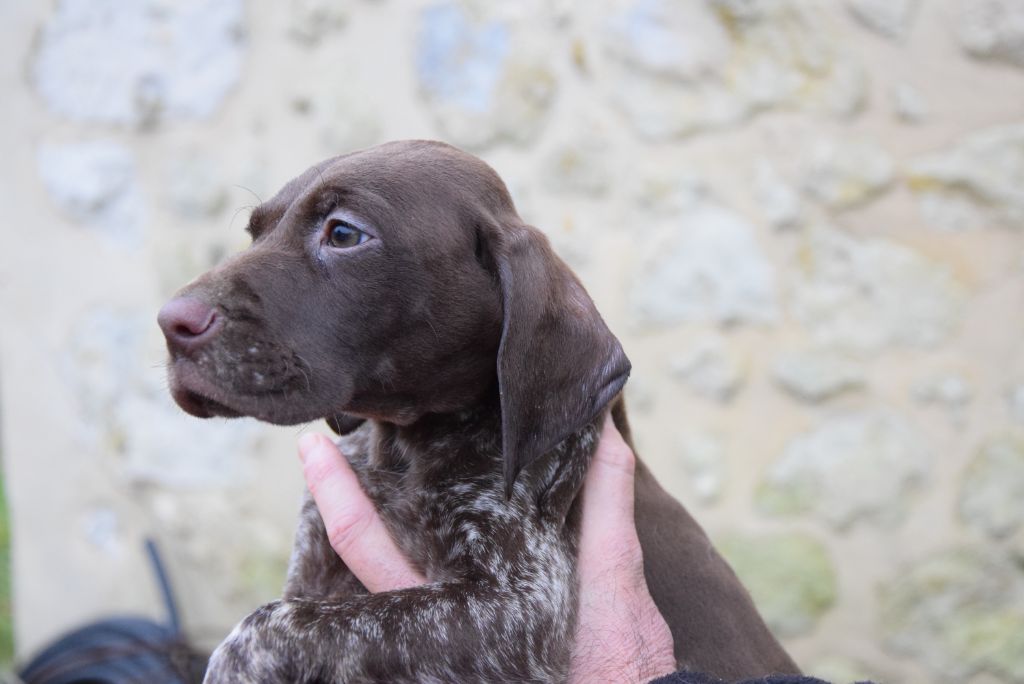 du Bois Feuraz - Chiot disponible  - Braque allemand à poil court