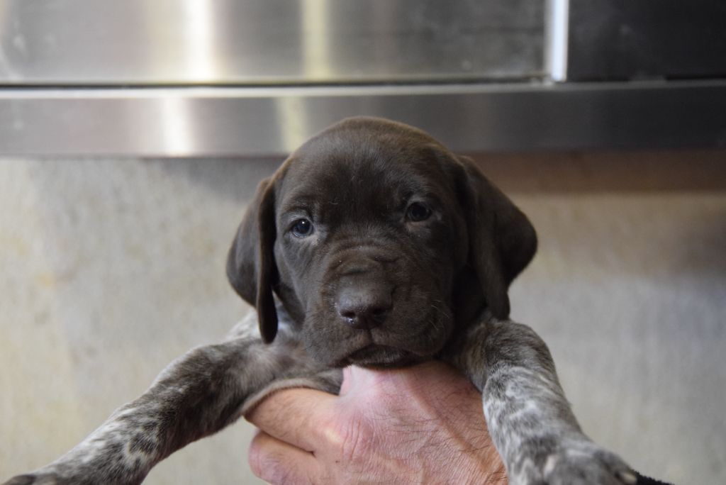 du Bois Feuraz - Chiot disponible  - Braque allemand à poil court