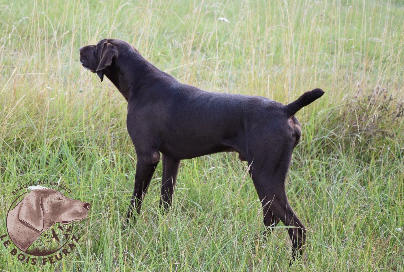 VASCO du Bois Feuraz