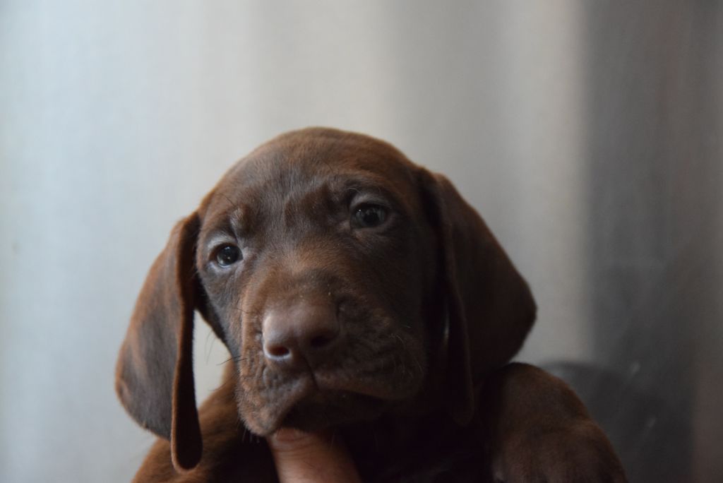 du Bois Feuraz - Chiots disponibles - Braque allemand à poil court