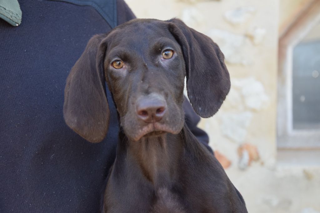 du Bois Feuraz - Chiots disponibles - Braque allemand à poil court