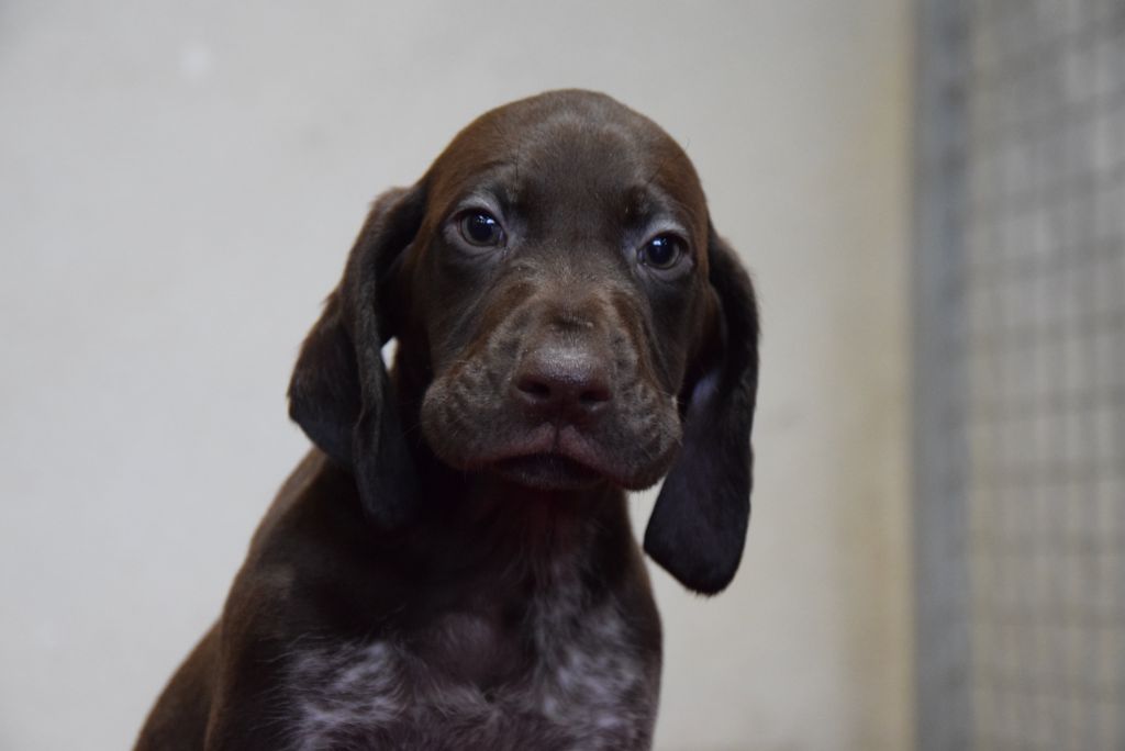du Bois Feuraz - Chiots disponibles - Braque allemand à poil court