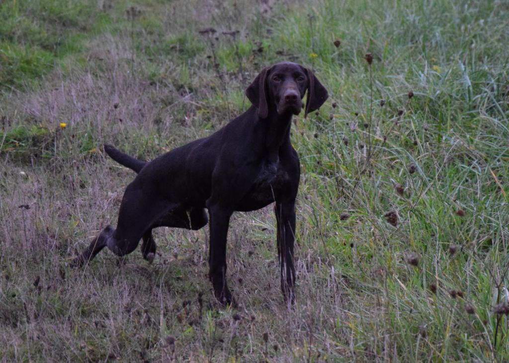 du Bois Feuraz - Chiots disponibles - Braque allemand à poil court