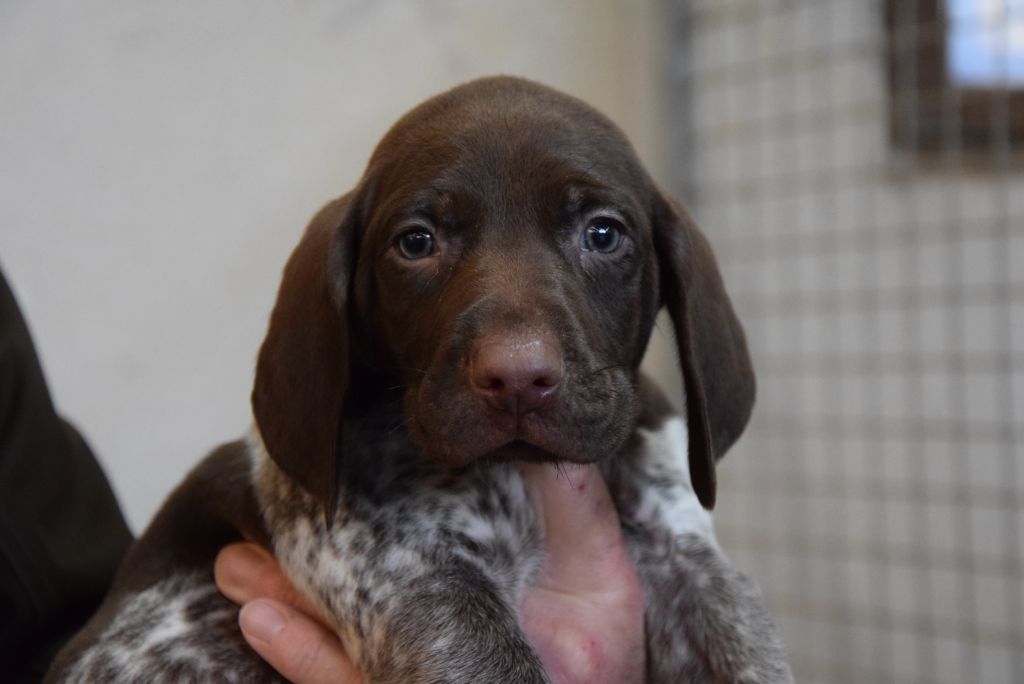 du Bois Feuraz - Chiots disponibles - Braque allemand à poil court