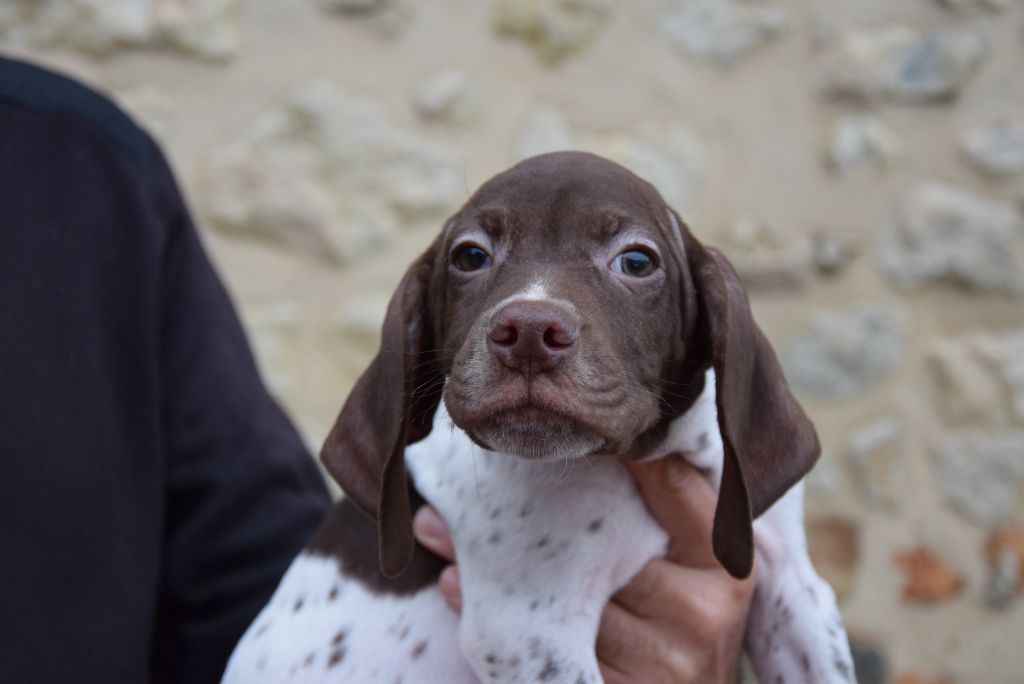 du Bois Feuraz - Chiots disponibles - Braque français, type Pyrenees (petite taille)