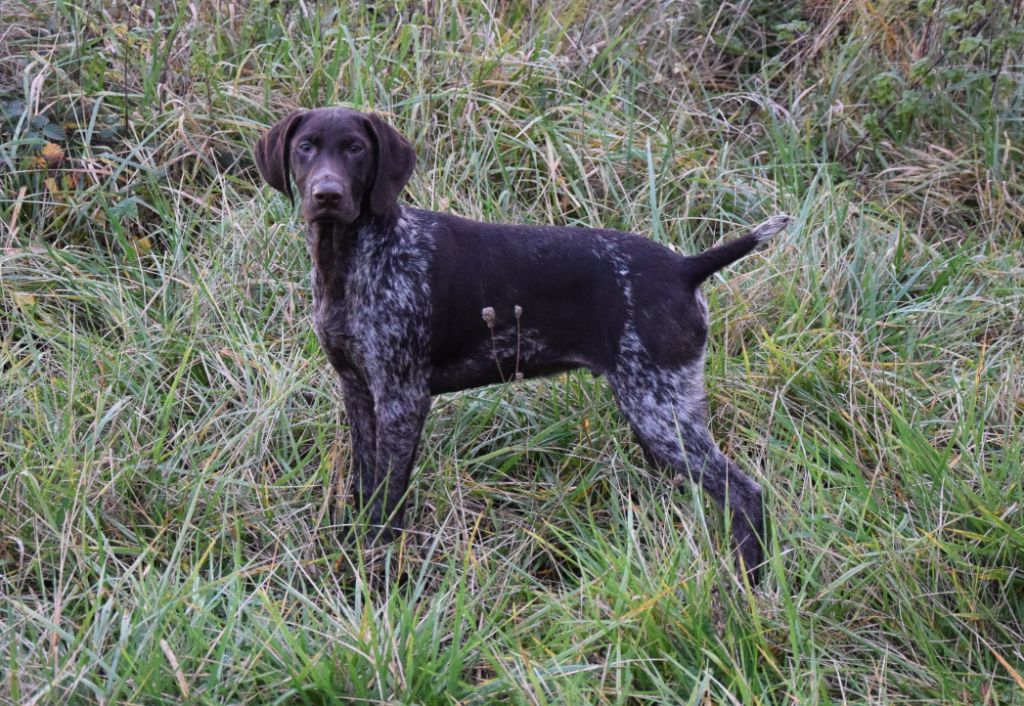 du Bois Feuraz - Chiots disponibles - Braque allemand à poil court