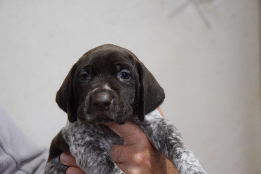 du Bois Feuraz - Chiots disponibles - Braque allemand à poil court