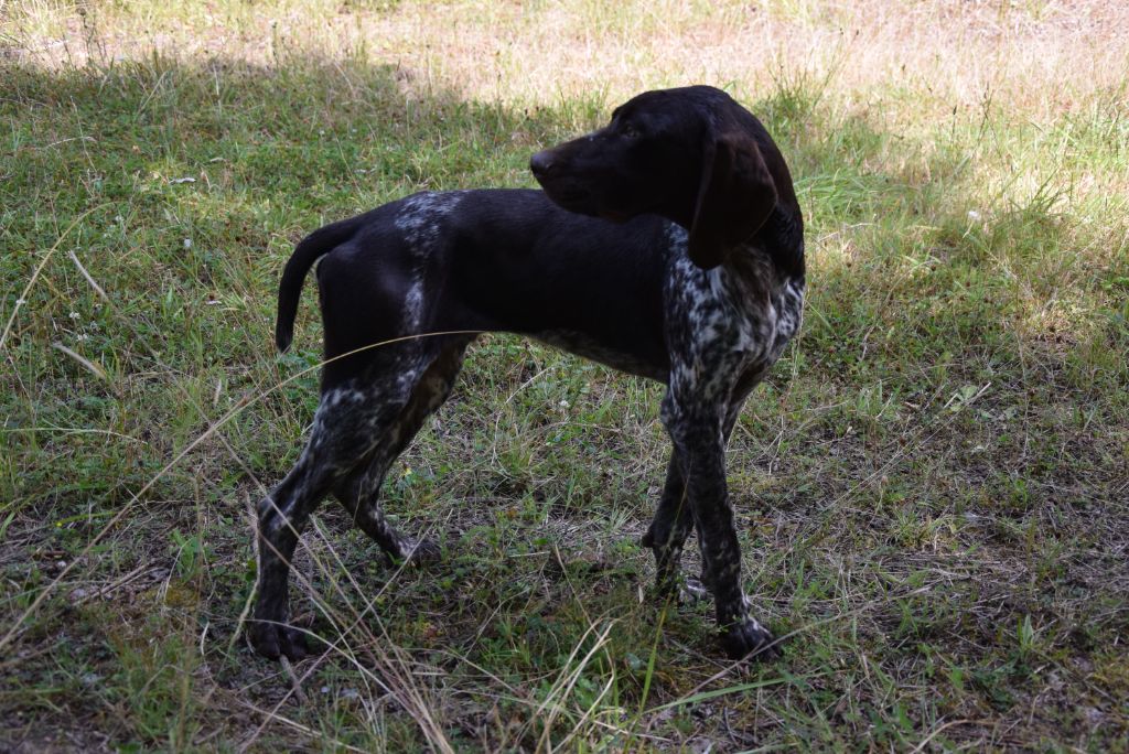 du Bois Feuraz - Chiots disponibles - Braque allemand à poil court