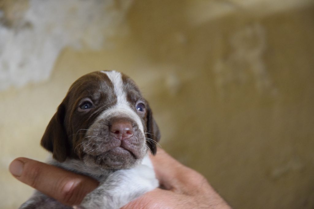 du Bois Feuraz - Chiots disponibles - Braque français, type Pyrenees (petite taille)