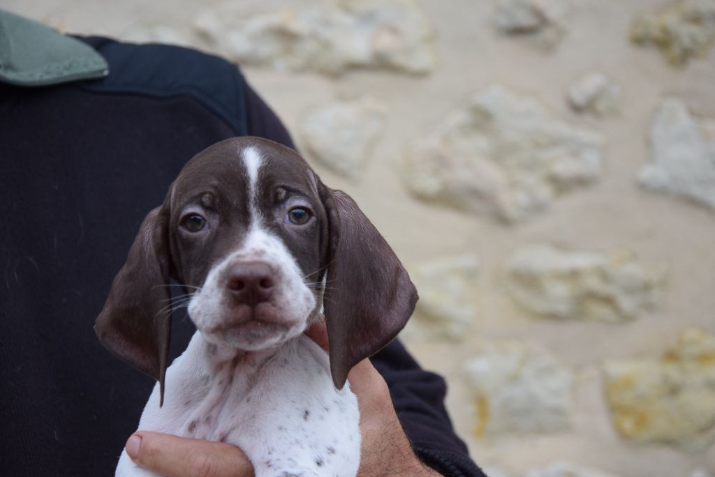 du Bois Feuraz - Chiots disponibles - Braque français, type Pyrenees (petite taille)