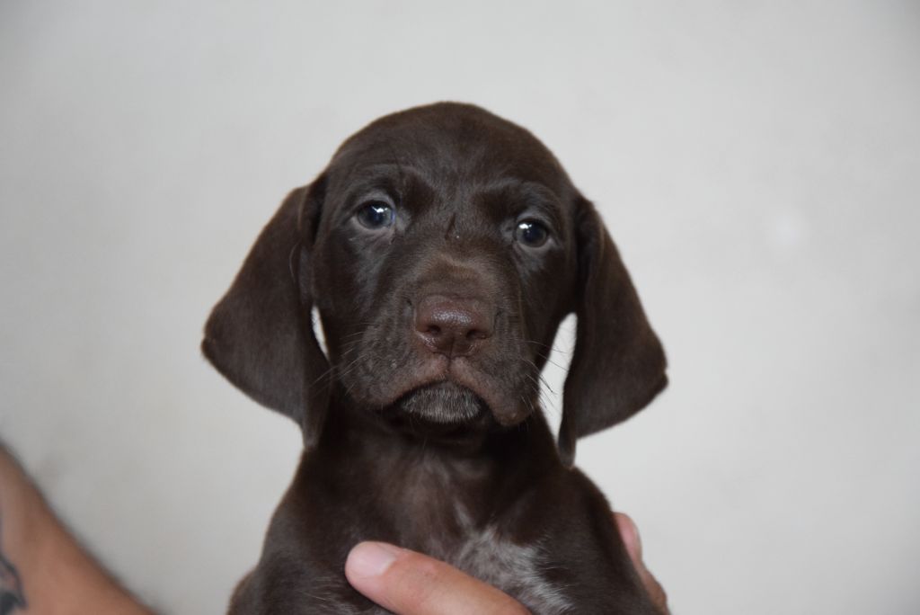 du Bois Feuraz - Chiots disponibles - Braque allemand à poil court