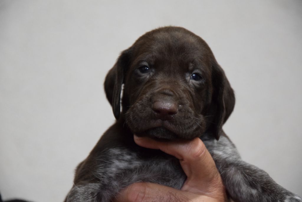 du Bois Feuraz - Chiots disponibles - Braque allemand à poil court