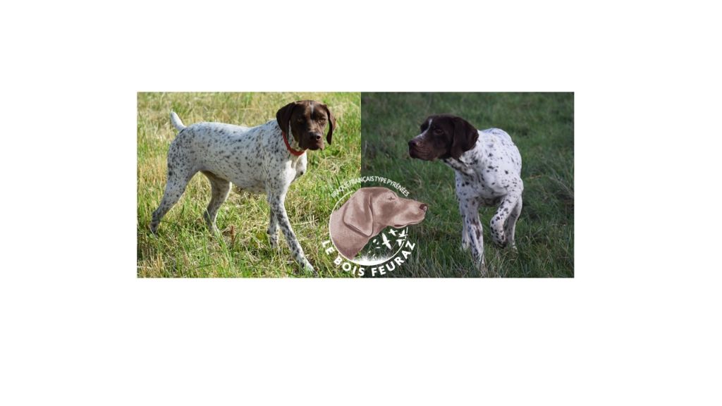 du Bois Feuraz - Braque français, type Pyrenees (petite taille) - Portée née le 03/11/2025