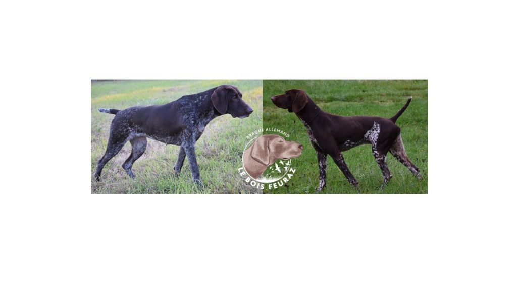 Chiot Braque allemand à poil court du Bois Feuraz