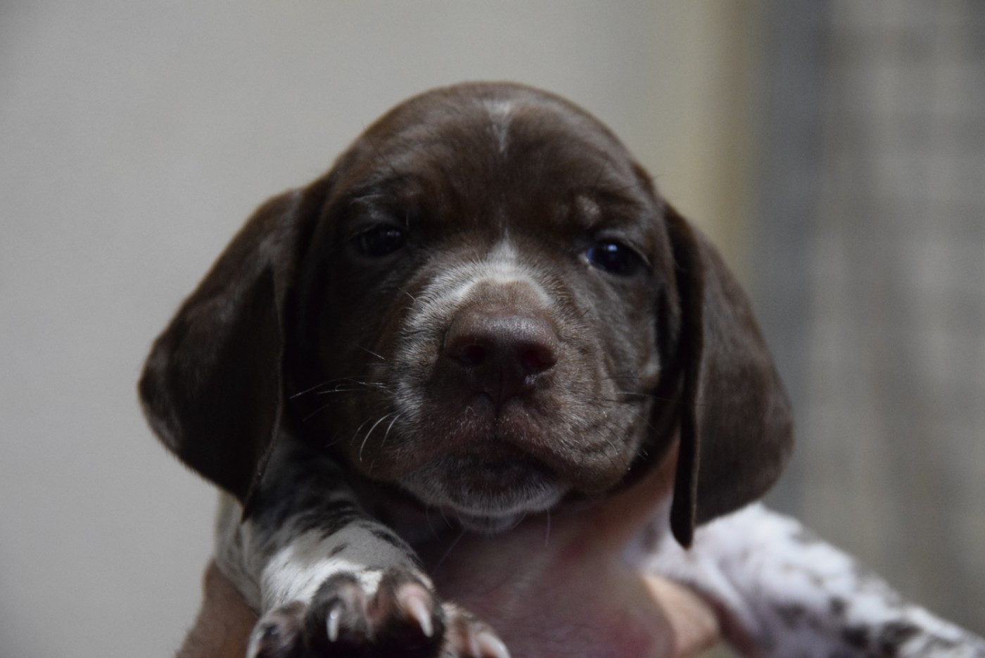 du Bois Feuraz - Chiots disponibles - Braque français, type Pyrenees (petite taille)