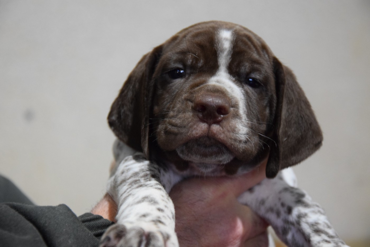 du Bois Feuraz - Chiots disponibles - Braque français, type Pyrenees (petite taille)