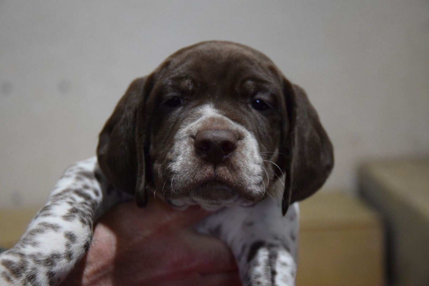 du Bois Feuraz - Chiots disponibles - Braque français, type Pyrenees (petite taille)