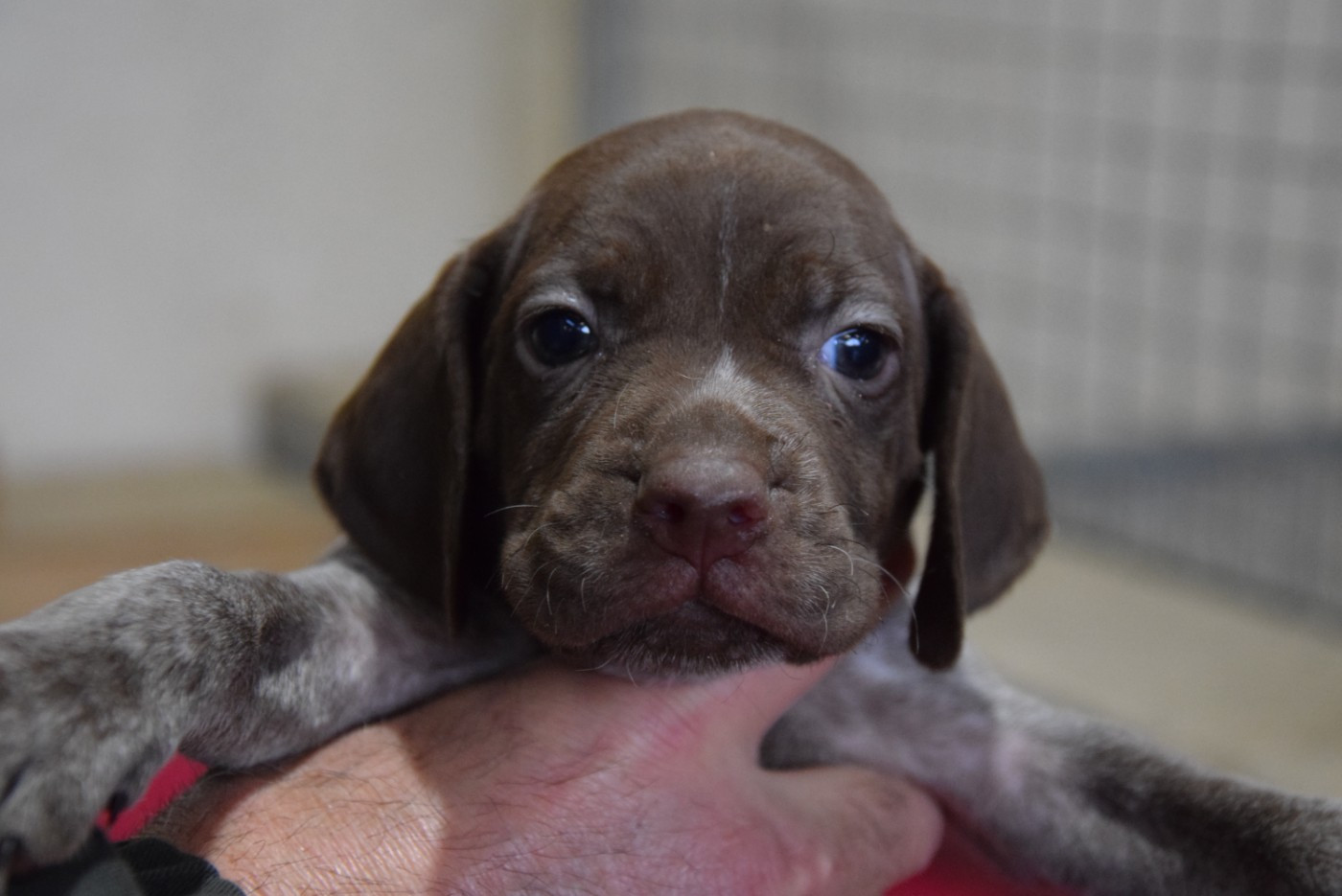 du Bois Feuraz - Chiots disponibles - Braque français, type Pyrenees (petite taille)