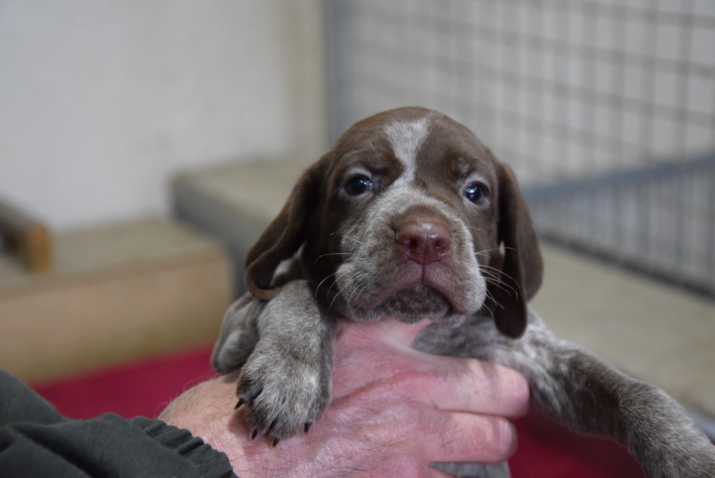 du Bois Feuraz - Chiots disponibles - Braque français, type Pyrenees (petite taille)