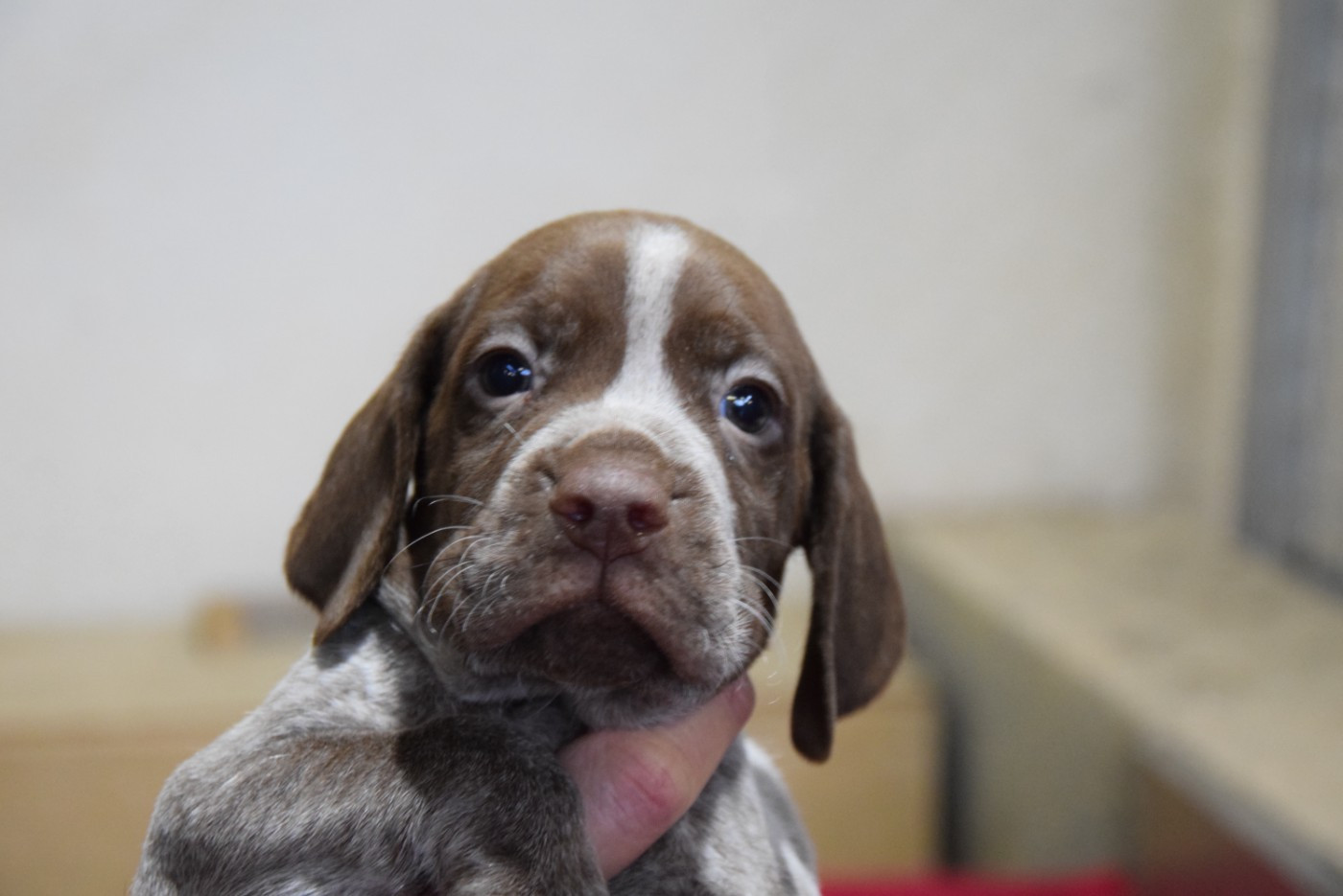 du Bois Feuraz - Chiots disponibles - Braque français, type Pyrenees (petite taille)