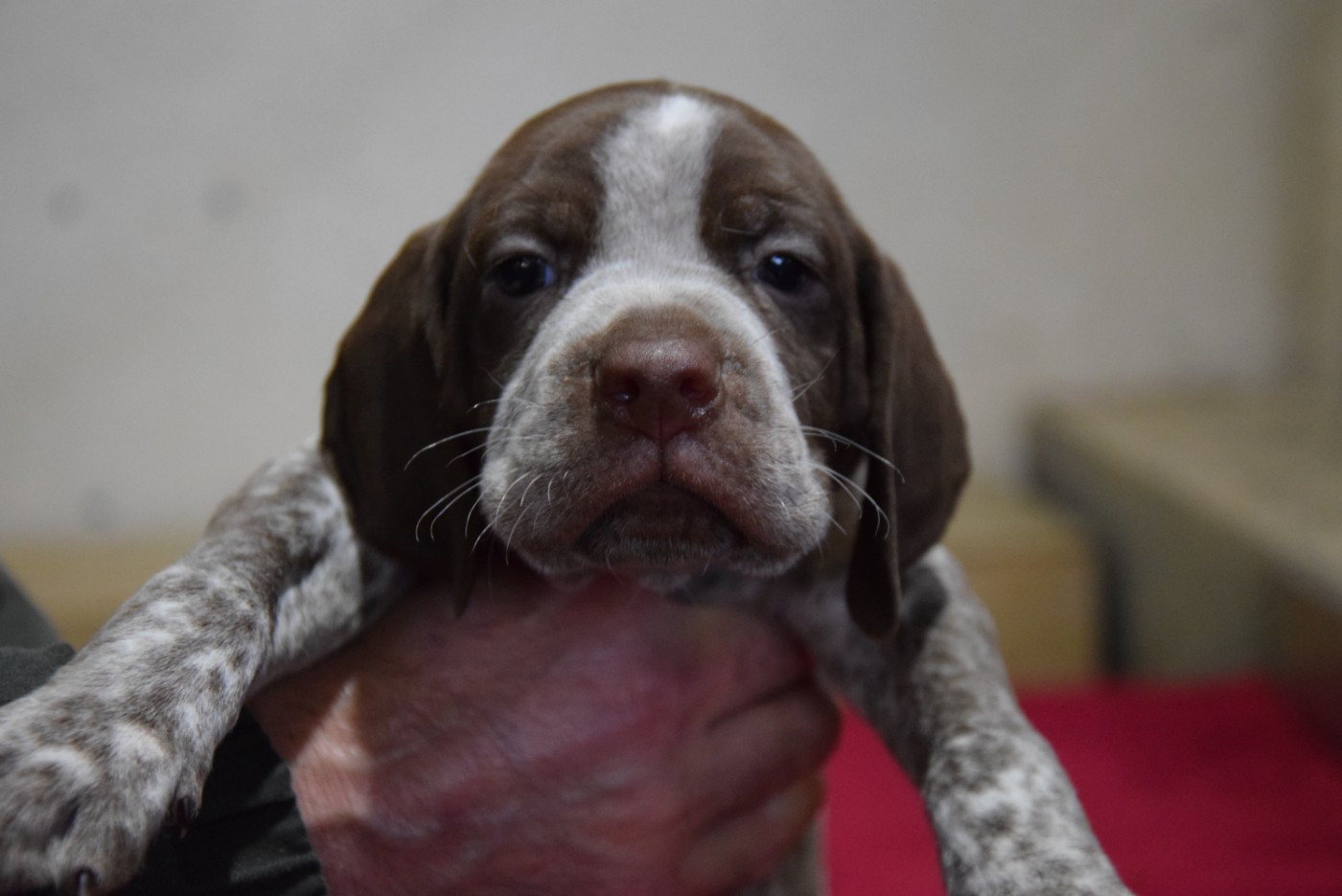 du Bois Feuraz - Chiots disponibles - Braque français, type Pyrenees (petite taille)