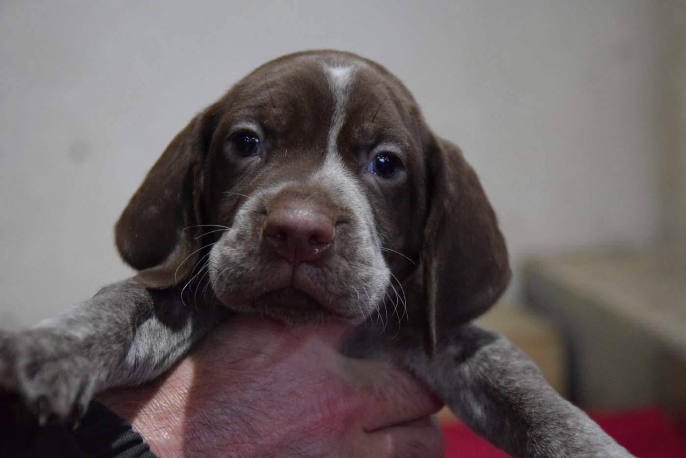 du Bois Feuraz - Chiots disponibles - Braque français, type Pyrenees (petite taille)