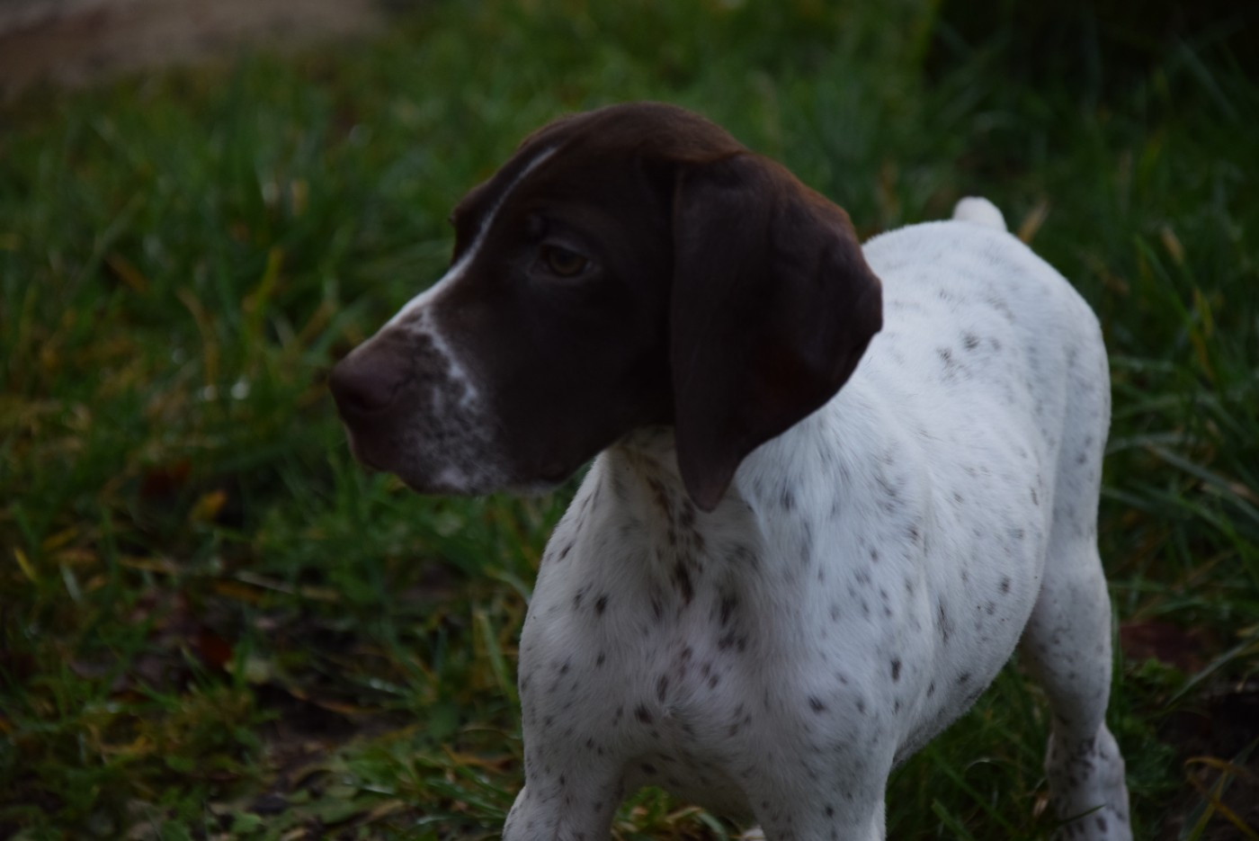 du Bois Feuraz - Chiots disponibles - Braque français, type Pyrenees (petite taille)