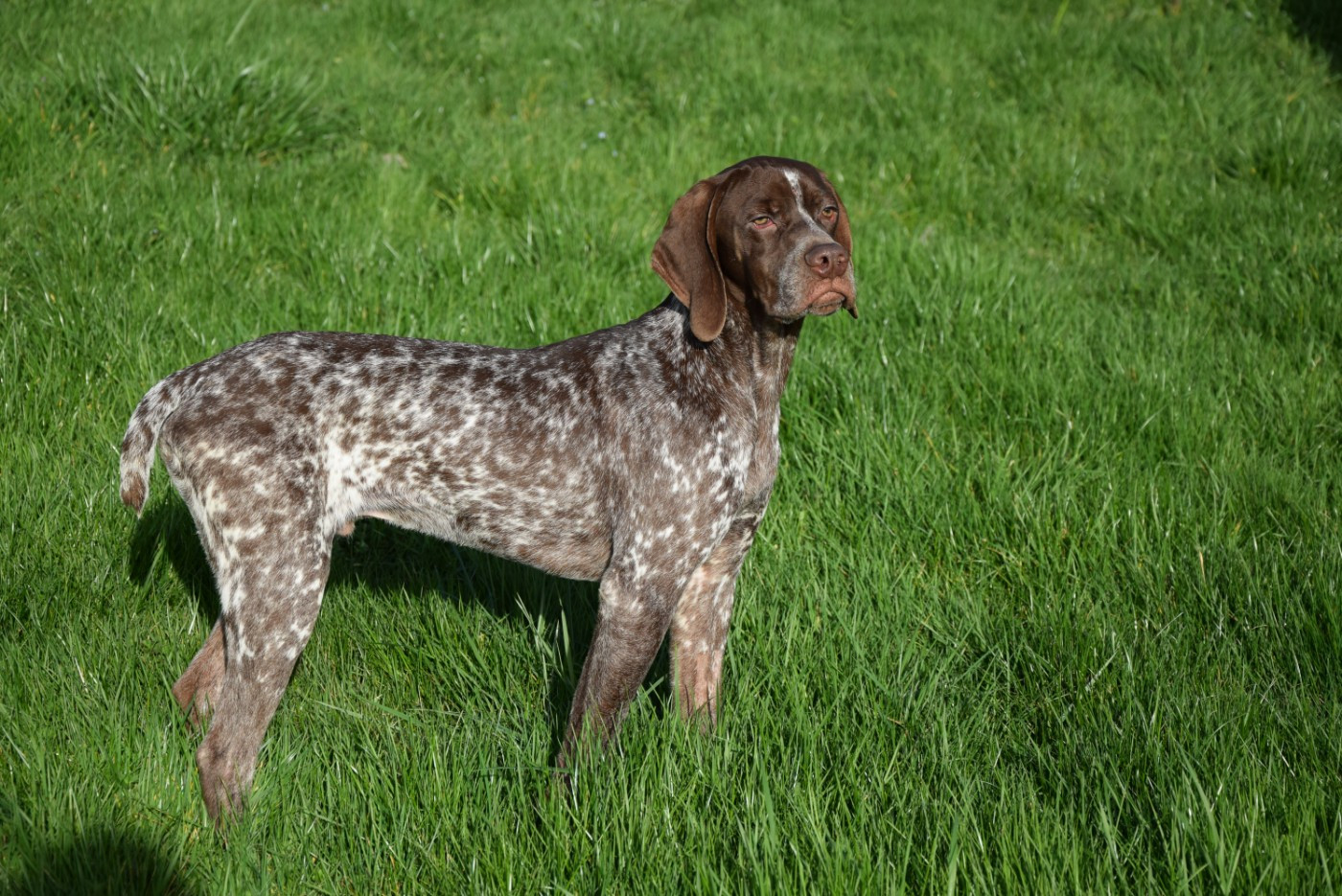 du Bois Feuraz - Chiots disponibles - Braque français, type Pyrenees (petite taille)