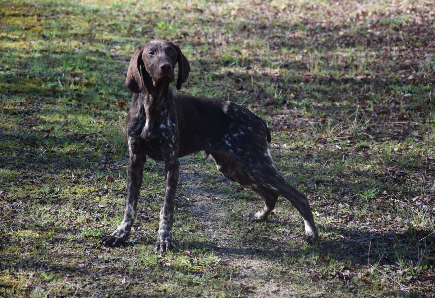 du Bois Feuraz - Chiots disponibles - Braque allemand à poil court