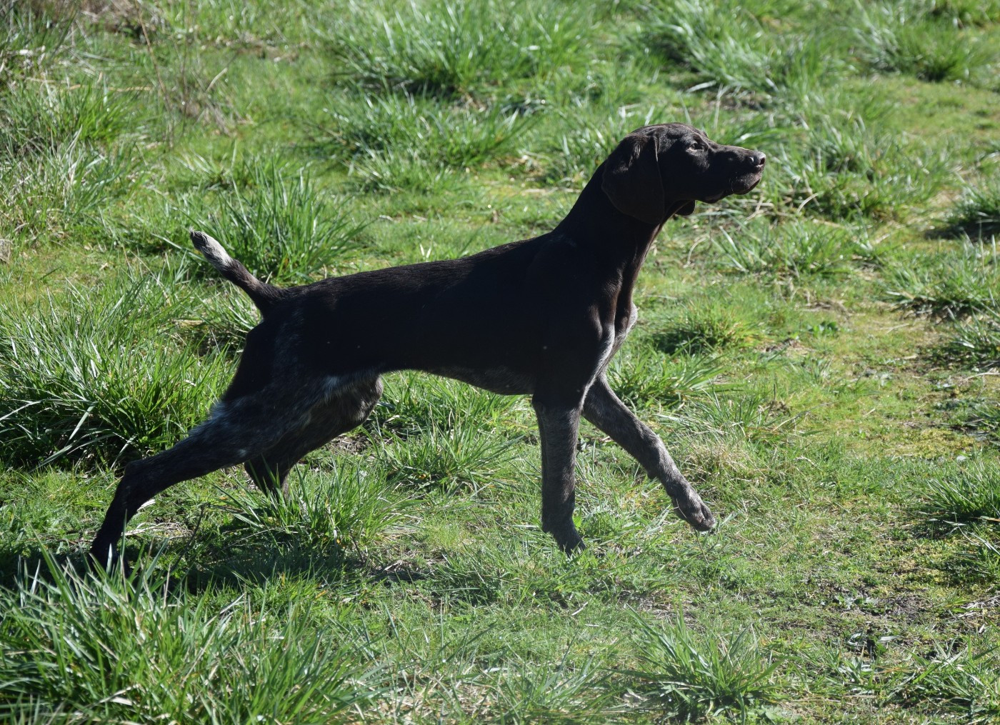 du Bois Feuraz - Chiots disponibles - Braque allemand à poil court