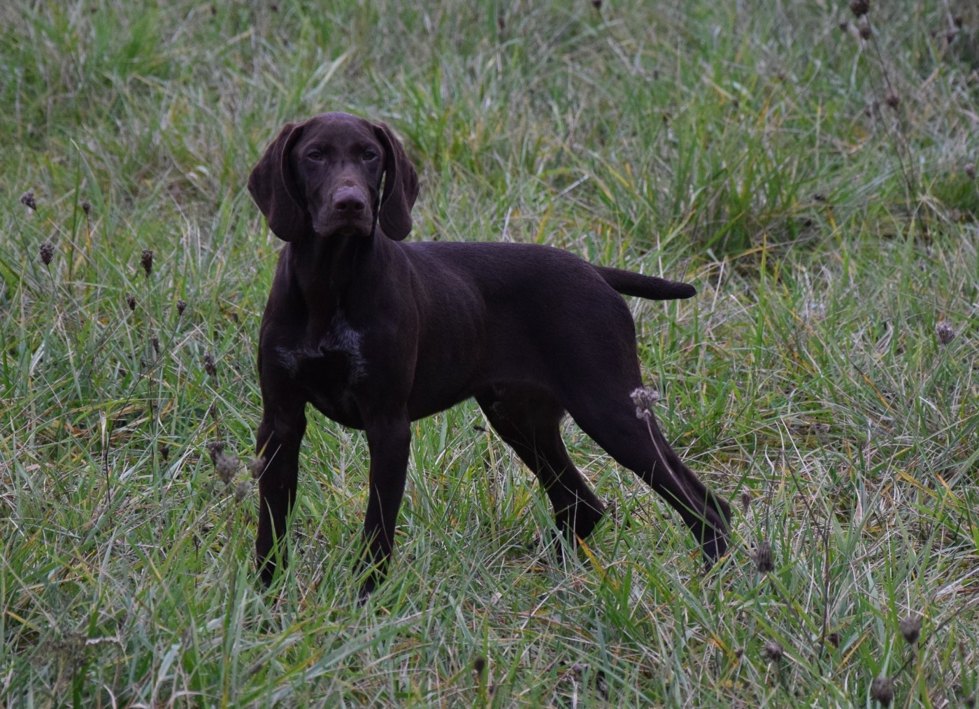 du Bois Feuraz - Chiots disponibles - Braque allemand à poil court