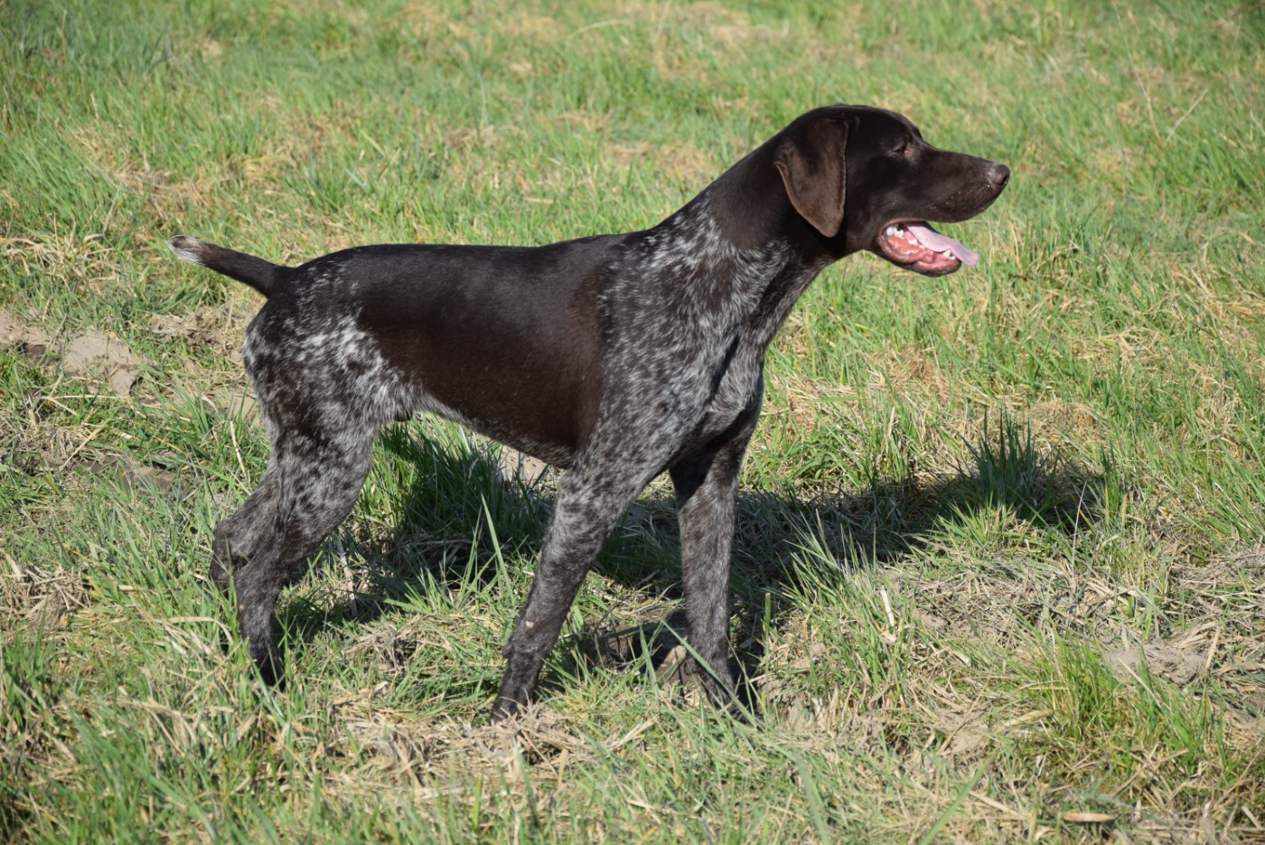 du Bois Feuraz - Chiots disponibles - Braque allemand à poil court