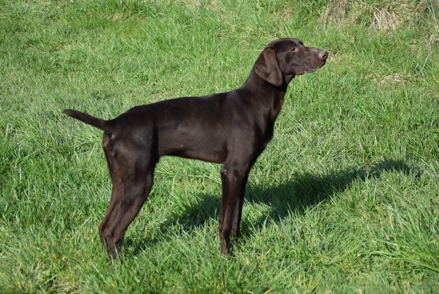 du Bois Feuraz - Chiots disponibles - Braque allemand à poil court