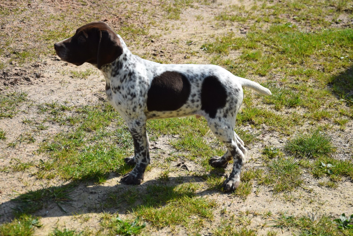 du Bois Feuraz - Chiots disponibles - Braque français, type Pyrenees (petite taille)