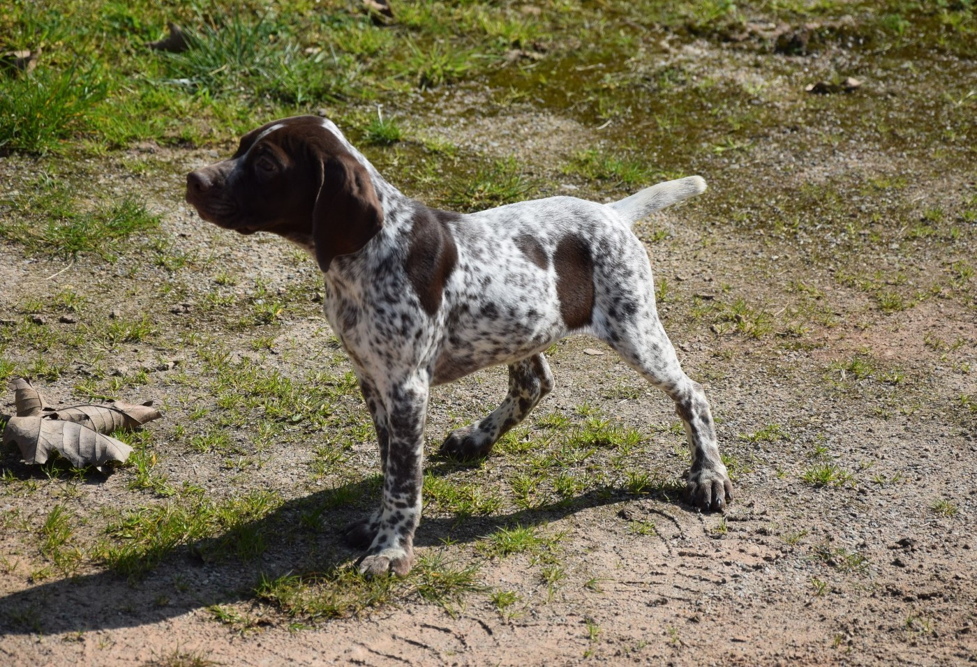 du Bois Feuraz - Chiots disponibles - Braque français, type Pyrenees (petite taille)