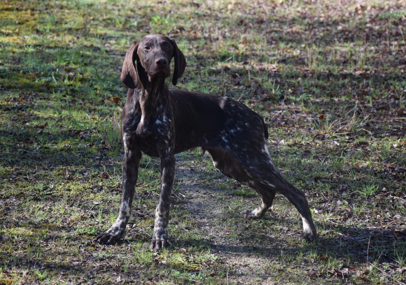 du Bois Feuraz - Chiots disponibles - Braque allemand à poil court