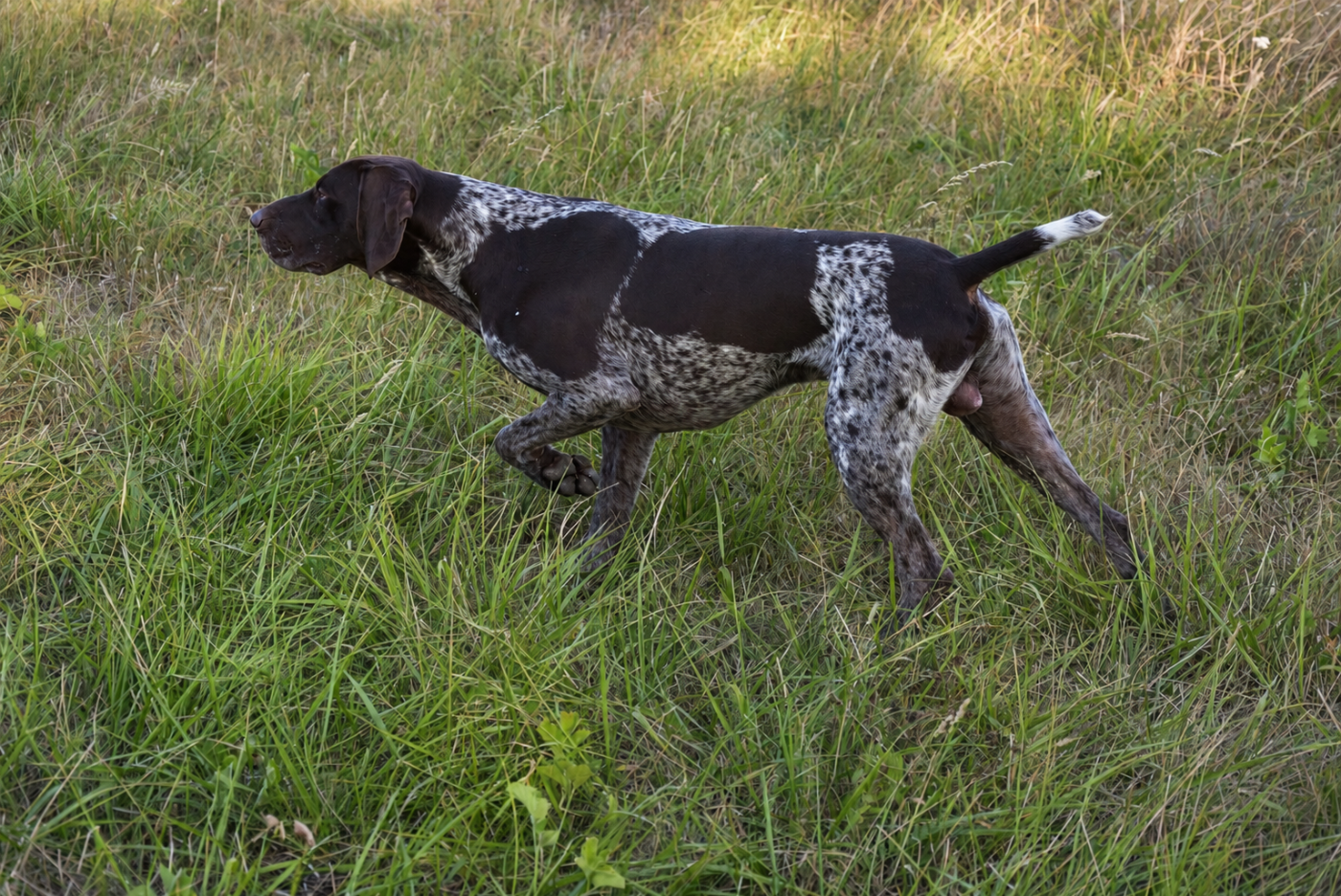 du Bois Feuraz - Chiots disponibles - Braque allemand à poil court