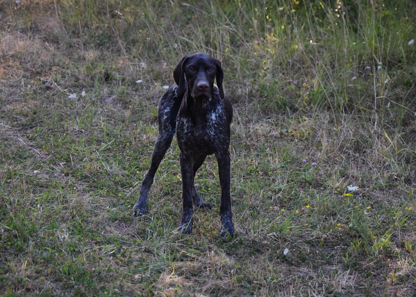 du Bois Feuraz - Chiots disponibles - Braque allemand à poil court