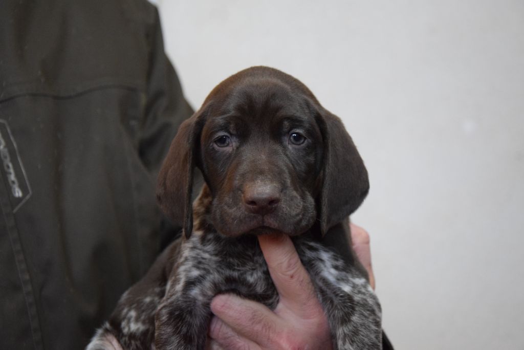 du Bois Feuraz - Chiots disponibles - Braque allemand à poil court