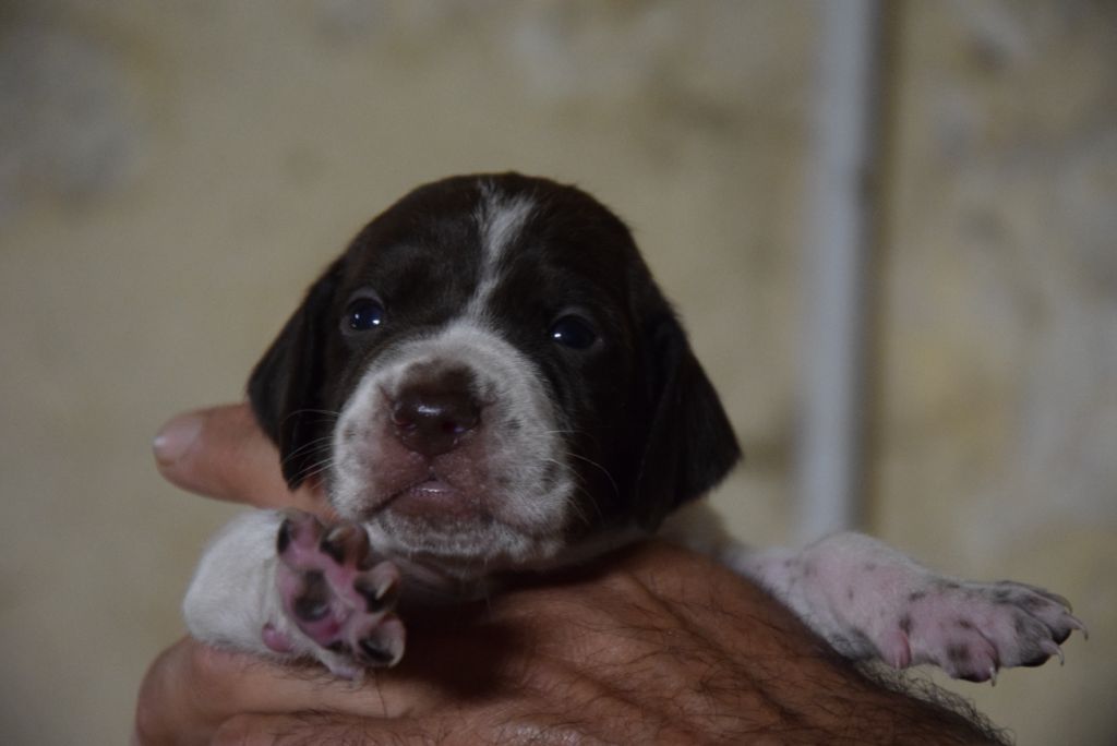 du Bois Feuraz - Chiots disponibles - Braque français, type Pyrenees (petite taille)