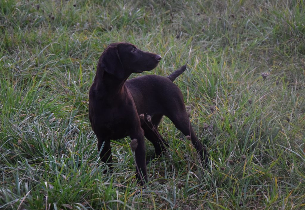 du Bois Feuraz - Chiots disponibles - Braque allemand à poil court