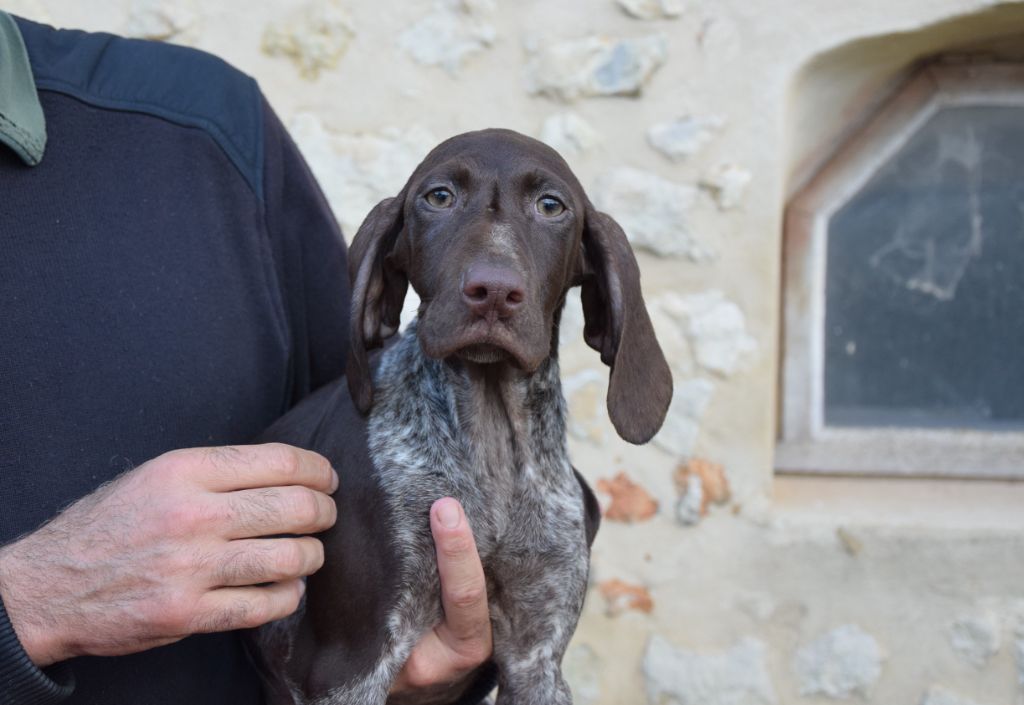 du Bois Feuraz - Chiots disponibles - Braque allemand à poil court